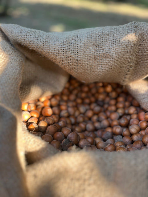 Raccolta nocciole con Ciocco merenda