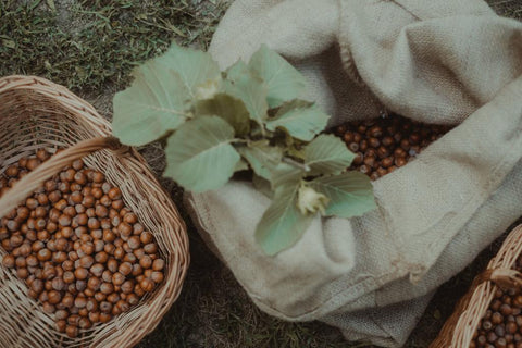Raccolta nocciole con Ciocco merenda