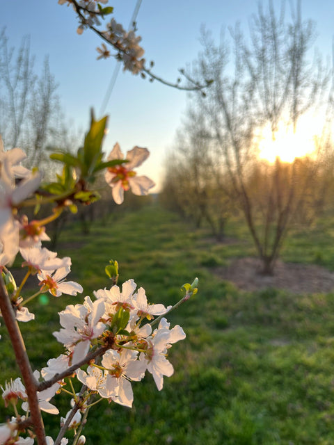 La serra