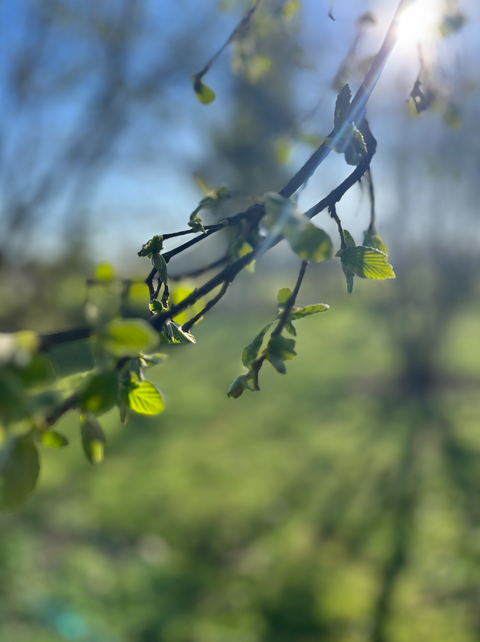 GIOCHIAMO AL BOTANICO...LE FOGLIE