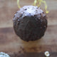 Dark Chocolate Egg and Crushed Hazelnuts