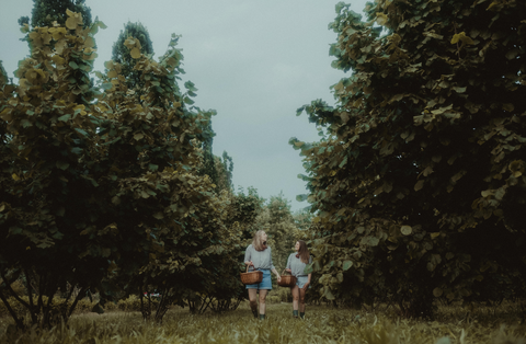 Le bosquet de noisettes