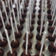 Lilli Pop with chopped hazelnuts