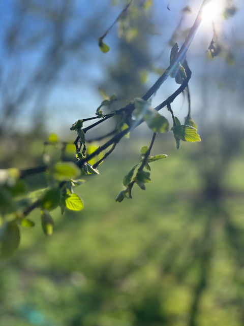 JOUONS AU BOTANIQUE... LES FEUILLES 