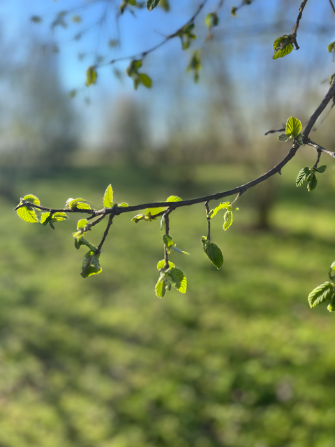 JOUONS AU BOTANIQUE... LES FEUILLES 