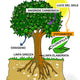 INTERACTIVE CHLOROPHYLLIAN PHOTOSYNTHASE SCHEME 